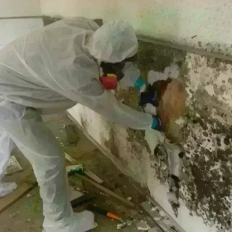 Mold Remediation and Removal in Baldwin, MI